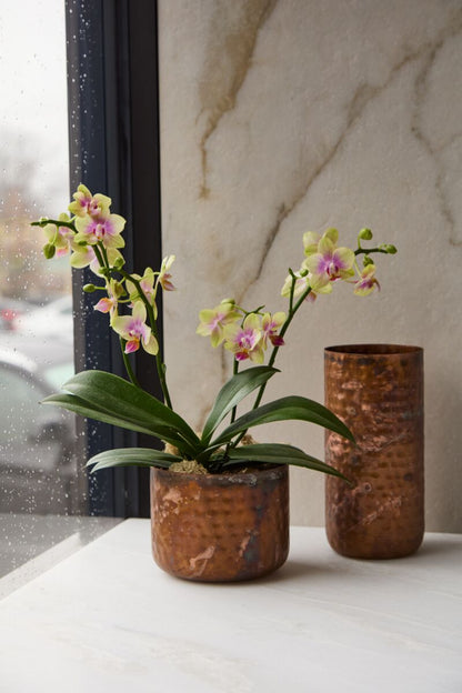 Alchemy Collection (sets of 4 or 6)