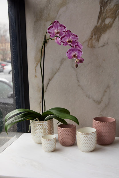 Everly Pot (sets of 2 & 4)